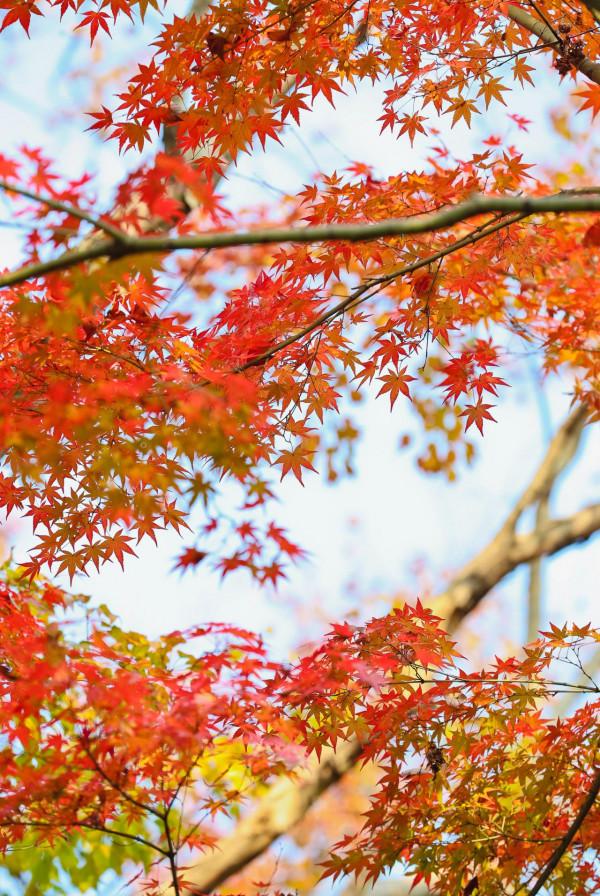 楓葉紅，遊人醉！醉白池的“楓”景這邊獨好