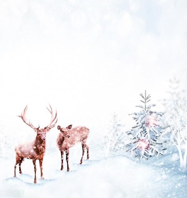 冰天雪地裡這麼多的故事，一起看一看、聽一聽這些小動物的心語吧