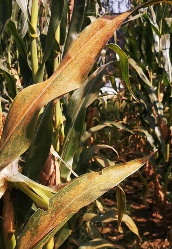 往年遍地看到的玉米掛牌:今年看不到了!為什麼? 往年遍地看到的玉米掛牌:今年看不到了!為什麼?