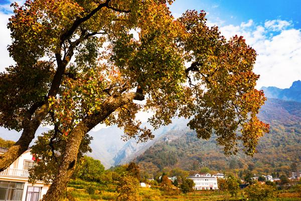 終於等來了!“紅軍村”裡烏桕紅,中國最美烏桕谷裡羅城又熱鬧了 終於等來了!“紅軍村”裡烏桕紅,中國最美烏桕谷裡羅城又熱鬧了