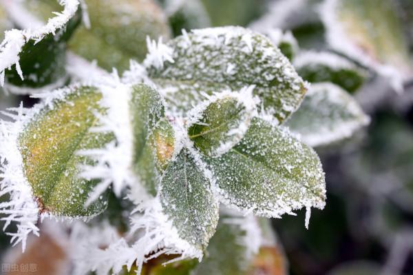 霜降:此歲將暮,淡暖清歡,人間至此秋色盡,草木搖落露為霜 霜降:此歲將暮,淡暖清歡,人間至此秋色盡,草木搖落露為霜