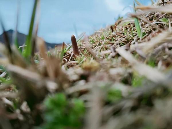 操控其他生物，占人體細胞數的90%，誰才是地球的主人？