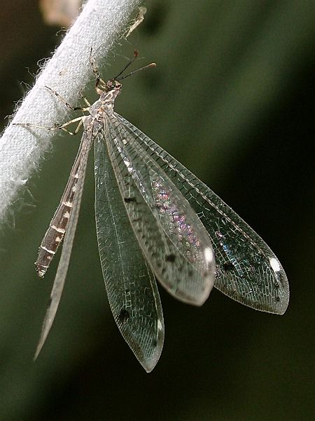 中國常見動植物(動物篇四)