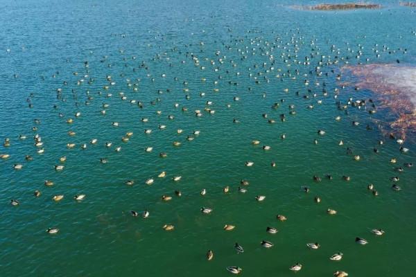 冬日店窪溼地生機勃勃