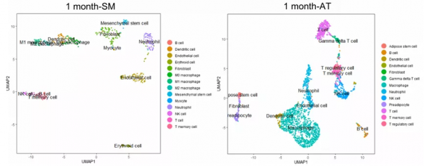 玩轉單細胞測序｜肌肉組織研究思路大揭秘