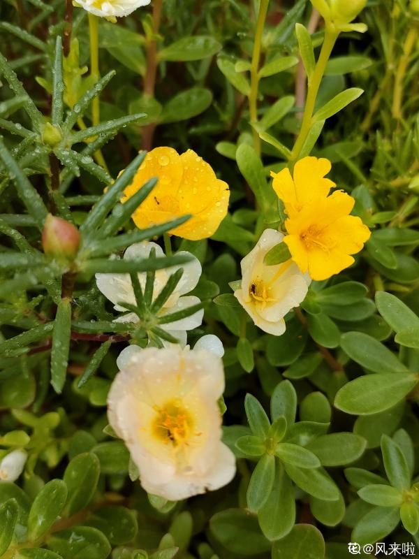 別人的太陽花花期超長,做好這6步養護,在家也能長久賞花 別人的太陽花花期超長,做好這6步養護,在家也能長久賞花