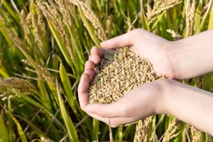 2021年江蘇農業品牌目錄名單公佈，這些品牌上榜