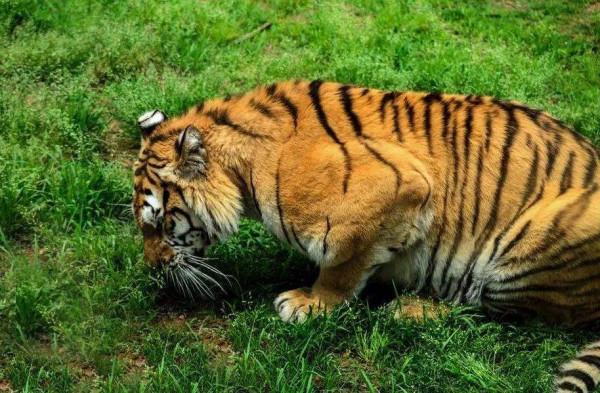 狗吃草是生病了嗎？