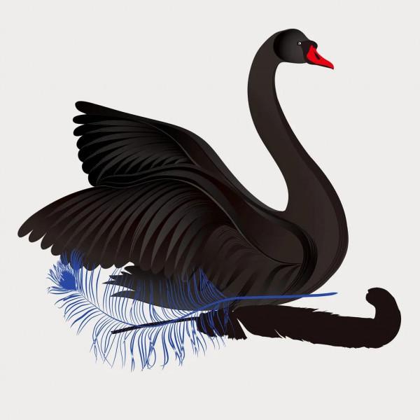 科普 | 黑天鵝：長得像“保護動物”的非保護動物