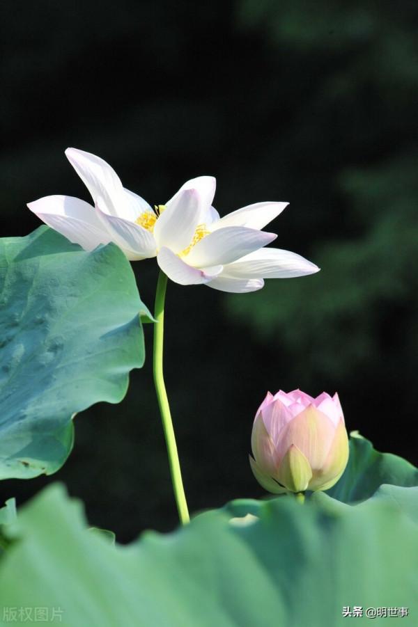 圓明園的賞荷盛地：濂溪樂處