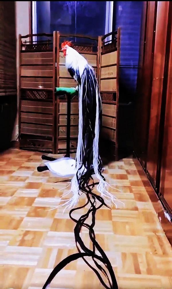 長著最長尾巴的雞，你見過嗎？