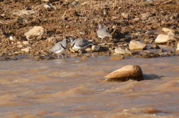 #我與鳥的故事# 䴉嘴鷸