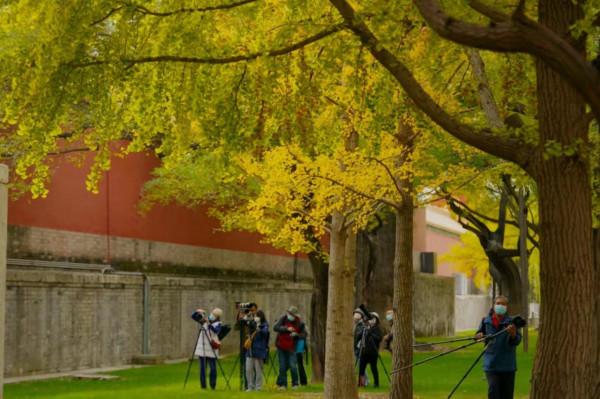 故宮彩葉飄舞,亮出最後的秋日盛裝 故宮彩葉飄舞,亮出最後的秋日盛裝