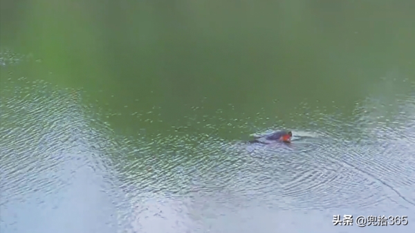 廣西一男子野釣遇“怪魚”，專家親自為其解惑，網友：盲目放生