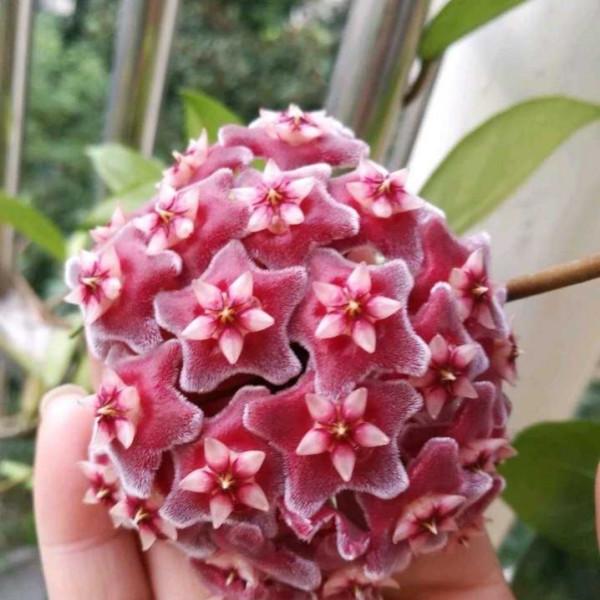 家裡沒有“陽光房”,就養4種,有點光就開花,秋冬也不例外 家裡沒有“陽光房”,就養4種,有點光就開花,秋冬也不例外