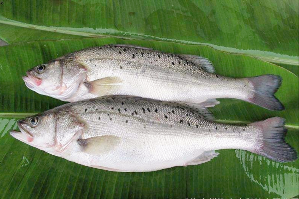 鱸魚分為四大類,海鱸魚與河鱸魚有何區別?看一遍就認識了 鱸魚分為四大類,海鱸魚與河鱸魚有何區別?看一遍就認識了