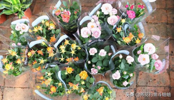 九月養月季,抓緊做好“三件事”,蹭蹭冒花苞,次月直接開滿花 九月養月季,抓緊做好“三件事”,蹭蹭冒花苞,次月直接開滿花