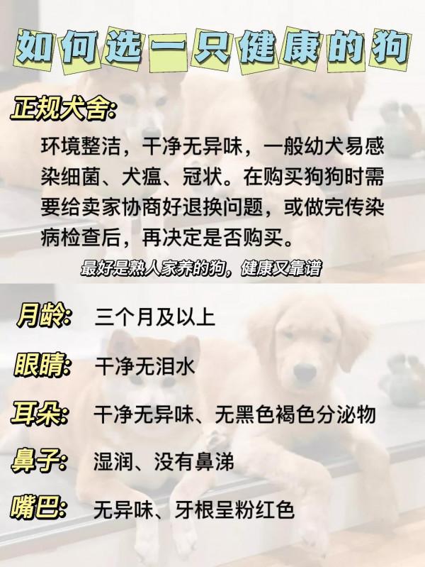 養狗注意事項！！新手養狗必知