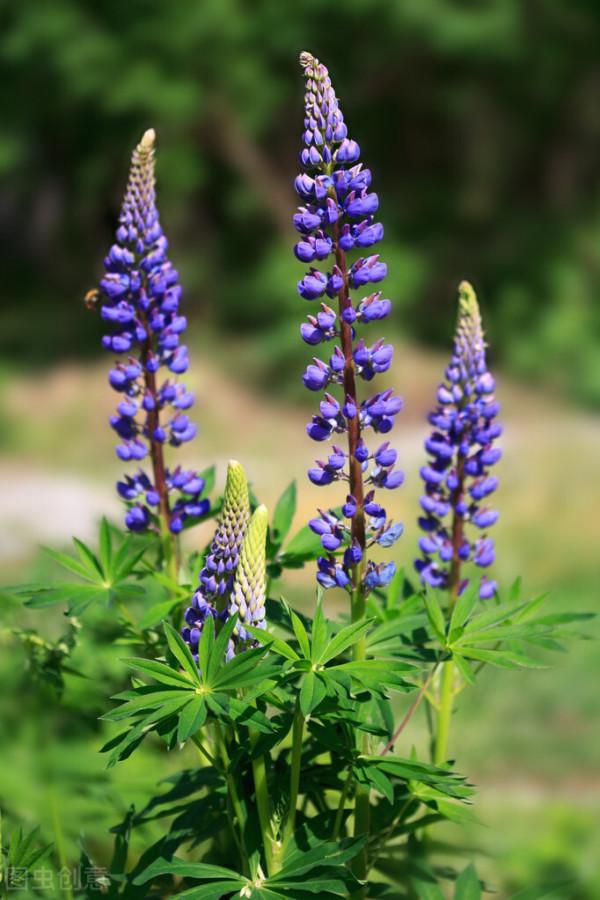 30種藍色的花卉裡面,你見過的有多少種? 30種藍色的花卉裡面,你見過的有多少種?