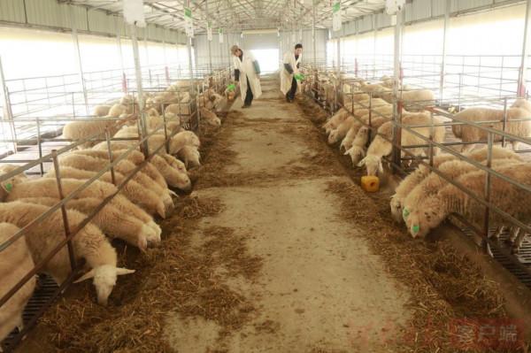 他養的羊被人搶著收購,牛比別人多賣三千元,18年銷售額五千萬元 他養的羊被人搶著收購,牛比別人多賣三千元,18年銷售額五千萬元