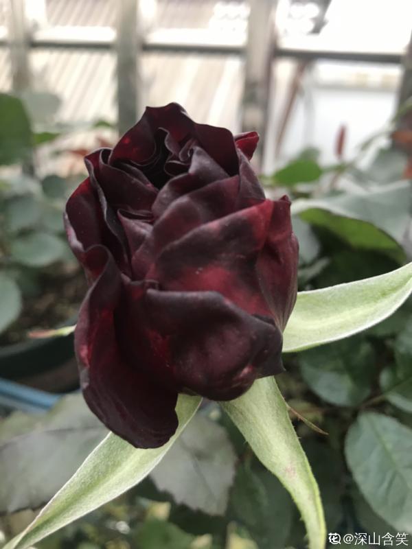 不想養綠植,種了這4種“黑植”,養得起勁卻差點被扔掉 不想養綠植,種了這4種“黑植”,養得起勁卻差點被扔掉