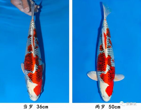 鑑魚｜都來瞧瞧，這幾尾孔雀錦鯉如何