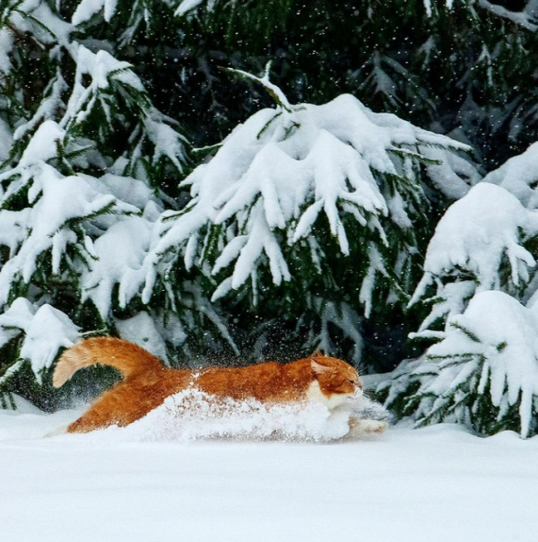 「雪中飛橘」再現江湖 戰鬥貓貓不畏寒「嗨到整球飛起來」：朕來也