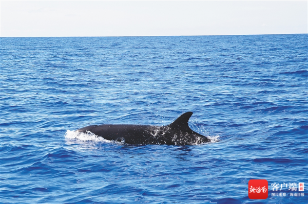 海南週刊 | 海南這些“虎字輩”動物本領高強 海南週刊 | 海南這些“虎字輩”動物本領高強