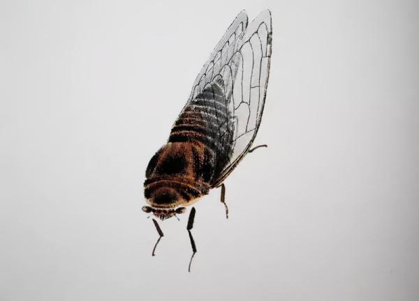 齊白石筆下的飛蟲,精細之極 齊白石筆下的飛蟲,精細之極