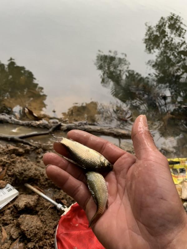 正確掌握野釣鯽魚的技巧，助你爆護