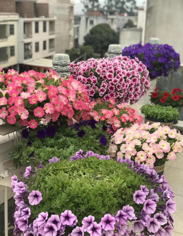 矮牽牛花，要想開花爆盆，就要大剪大修，有舍才有得