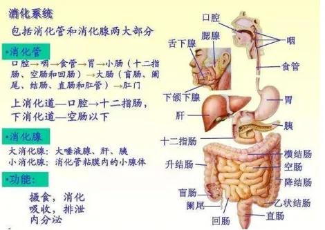 關於消化的那些事