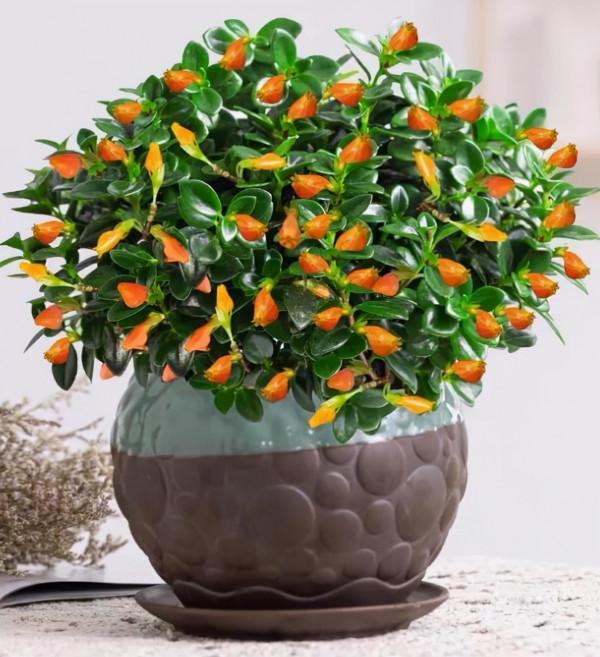 9月在家養這5種花，整個秋冬季都有花賞