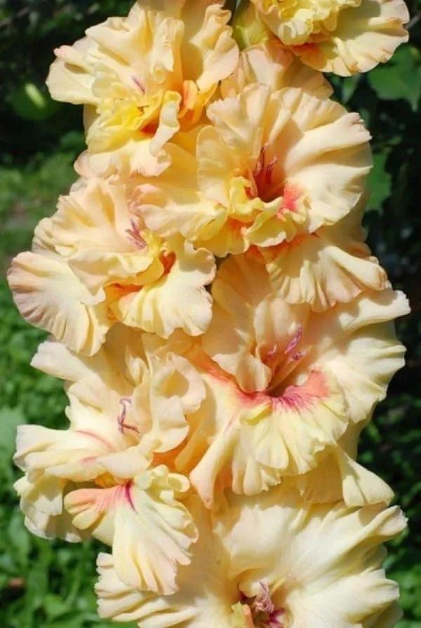 搖曳多姿的劍蘭 搖曳多姿的劍蘭