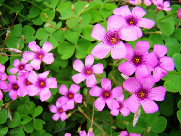 傳說四葉草每一片葉子代表不同的意思，都是人生中夢寐以求的東西