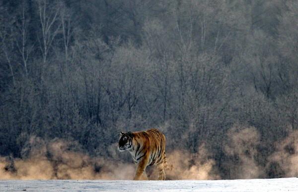 遙想：最後一隻華南虎在羅霄山脈中絕望地嘆息一聲，閉上眼睛