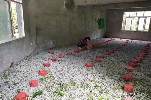 山村村民建漂亮別墅，1月收入2萬多，看忙成啥樣