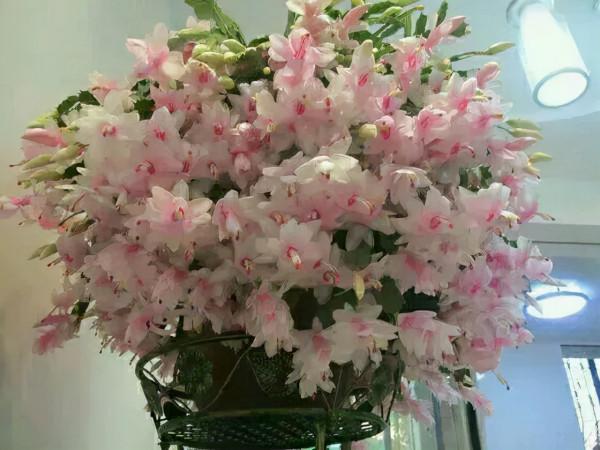 7種花有個小機關,找對位置開啟它,新芽爆滿盆 7種花有個小機關,找對位置開啟它,新芽爆滿盆