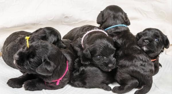 “純種”雪納瑞的挑選辦法，現在告訴你