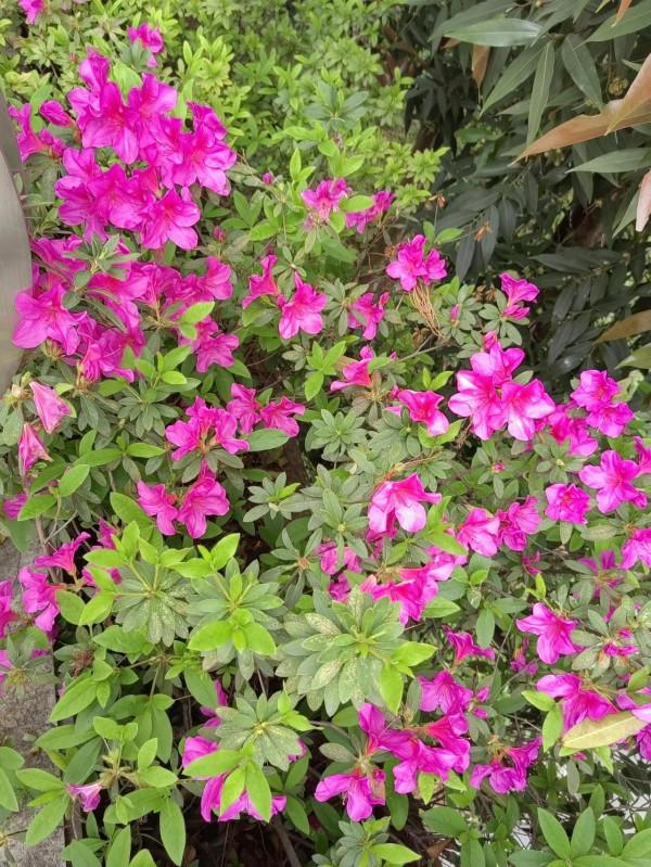 杜鵑花開正豔時