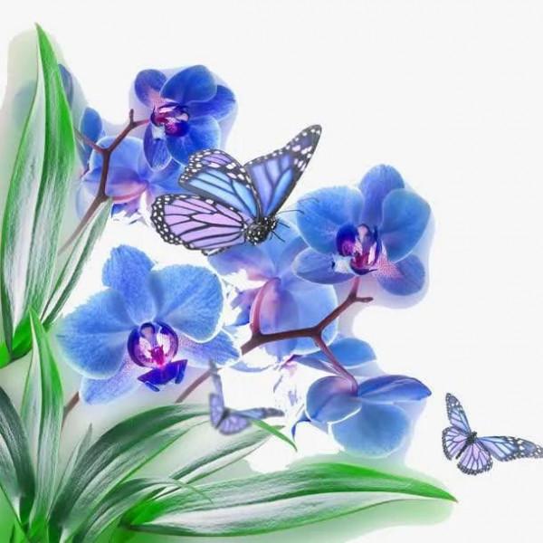 自帶富貴氣而比較昂貴的花