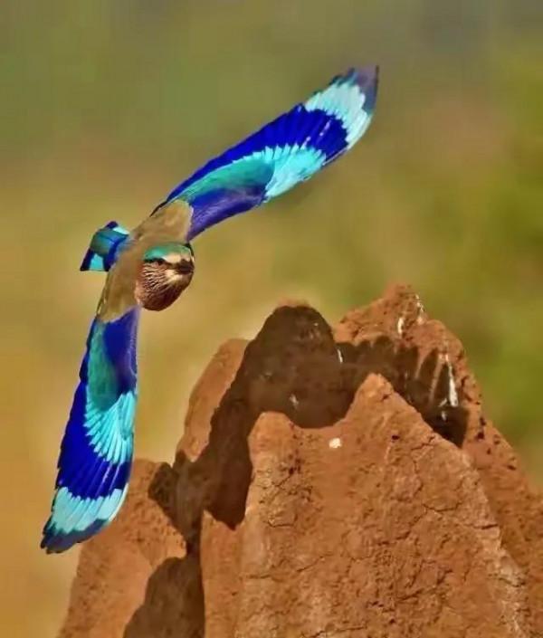 幾十年罕見的鳥，認識兩種算你牛.