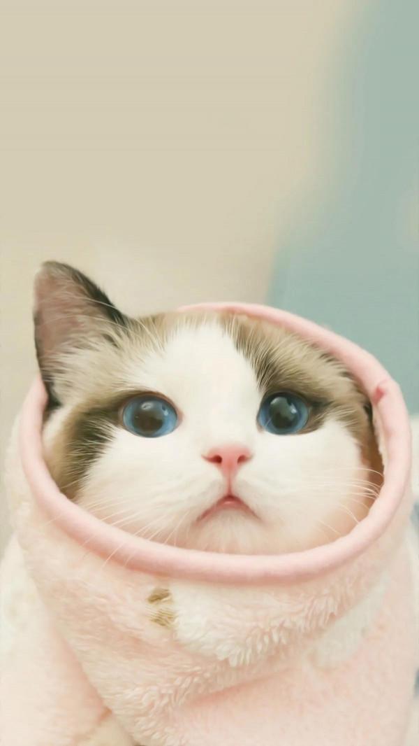 虎年收“萌”虎，萌寵大作戰