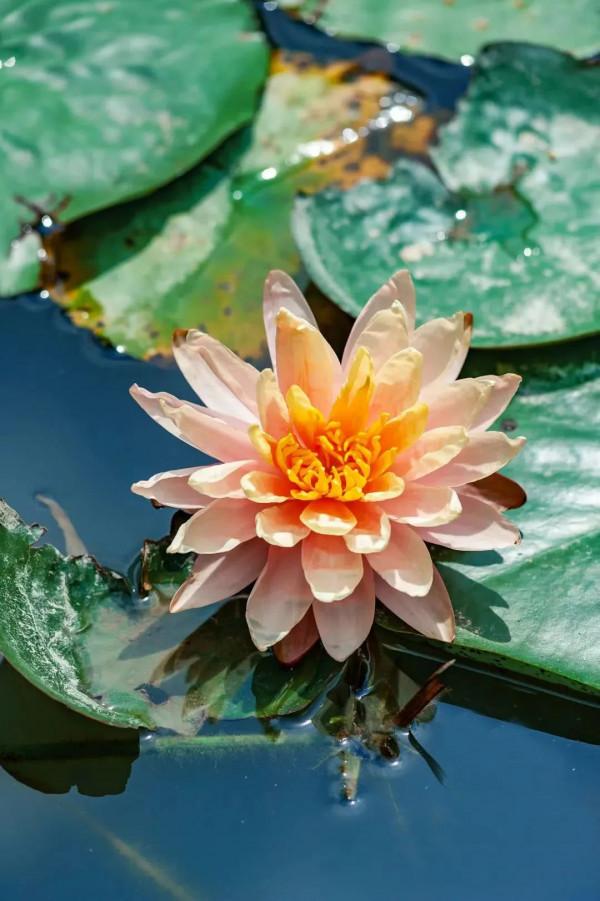 “水中女神”睡蓮的生長期檔案,在最恰當的時機栽種與收穫 “水中女神”睡蓮的生長期檔案,在最恰當的時機栽種與收穫