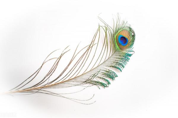 手機桌布‖美麗的孔雀