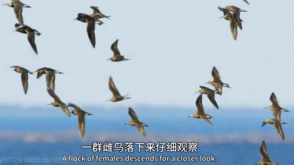 流蘇鷸：為什麼會被稱為鳥類中獨樹一幟的奇葩？竟是學廢了ps技術