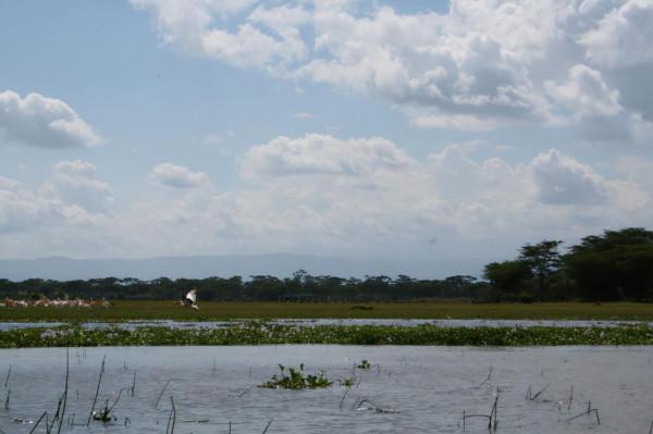 非洲工作之餘遊-納庫魯湖國家公園