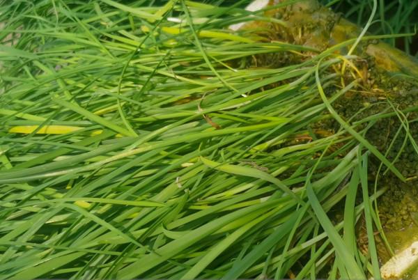 韭菜地下害蟲難解決？換個方法防蟲，效果會更好，害蟲少