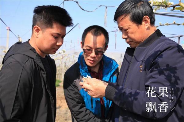 平均糖度11.8%,高價位下的秋月梨隱患 平均糖度11.8%,高價位下的秋月梨隱患