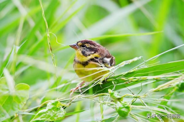 湖邊，這隻黃胸鵐正吃著野生稻種子